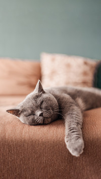 Do cats really have nine lives
