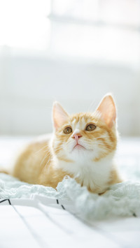 A Cat Lying on Its Back in Bed