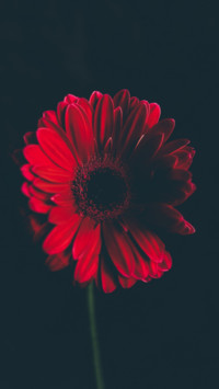 Floral (14)