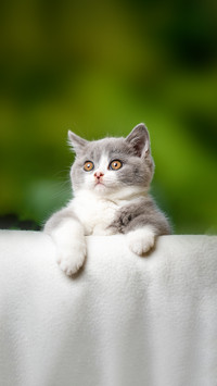 Cute british shorthair kitten on the edge of sofa