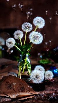 Dandelion Flower Language 6