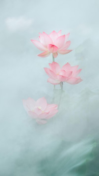 荷花为何走下“神坛”
