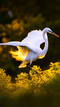A heron flies by