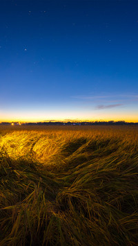 Starry sky over rice fields