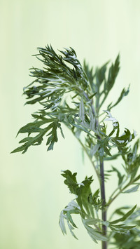 Plants that can smoke mosquitoes 49