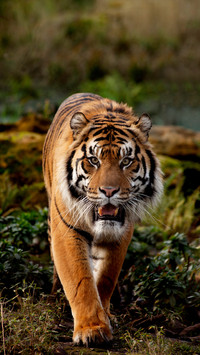 The success rate of tiger predation 37