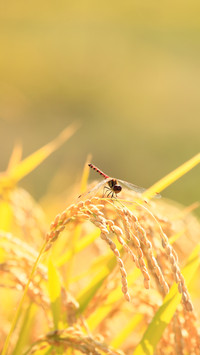 秋是深沉的