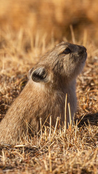 Grassland rat