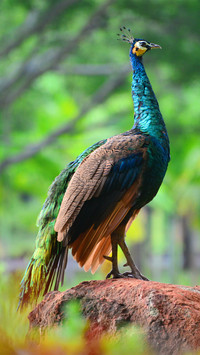 Beautiful peacock-03