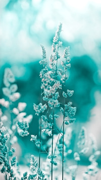 Flowers and plants