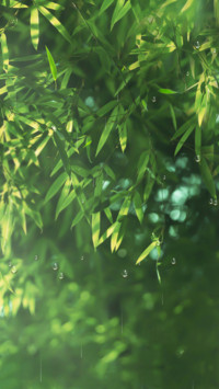竹林密语