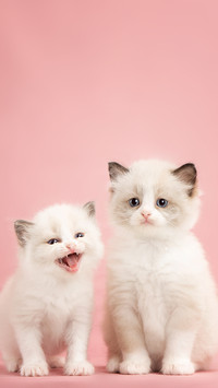 Two baby ragdoll cats on a pink background