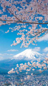 读懂富士山