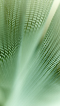 PAIXIN-plant (1)