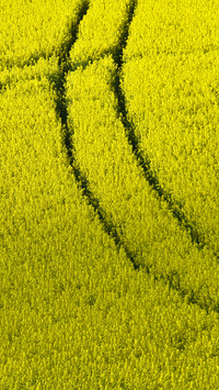 Wide fields