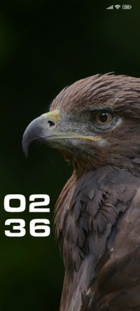 Eagle