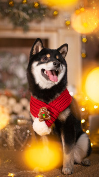 柴犬真的好养吗