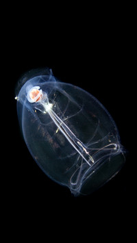 Pelagic tunicate or salp pegea confoederata hawaii usa