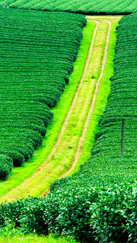 Working in the fields