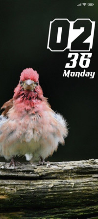 Bird