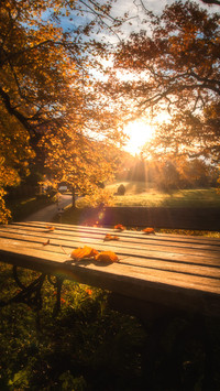 Sunlight shines on the table where fallen leaves are
