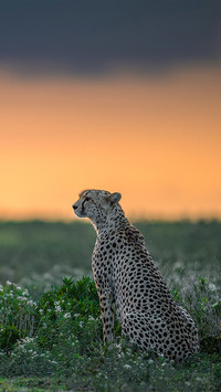 India-animal