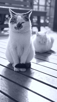 猫主子生气了怎么哄