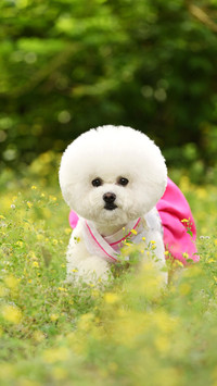 比熊犬的前世今生