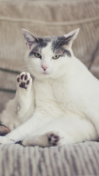 猫主子生气了怎么哄