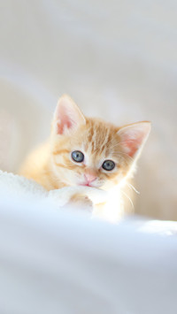Kitten red tabby