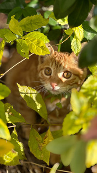 The charm of the kitten is irresistible