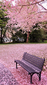 Cherry blossoms in splendor
