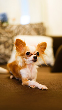 Chihuahua sitting cross-legged on the sofa
