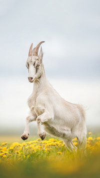 Goat with horns racing through dandelions
