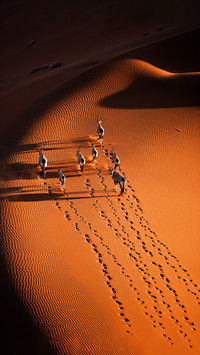 Antelope is not a sheep
