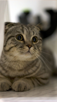 可爱猫咪