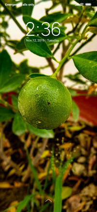 Lemon_DWM3