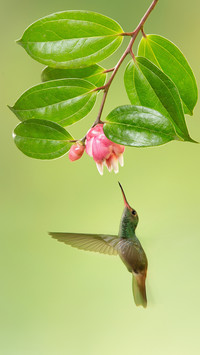 The smallest bird in the world do you know 0