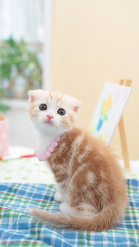 猫咪生病有哪些症状