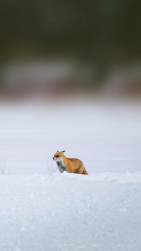 international_animal (6)