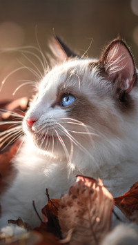 The ragdoll cat in the fallen leaves