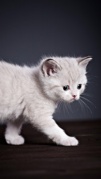 Cute pet-01