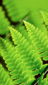 Fresh Green Leaf Wallpaper