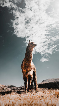 animal (2)