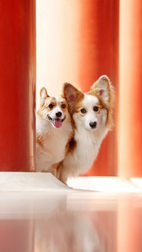 Signals of abnormal emotions in dogs 7