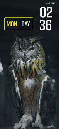 Owl Dark