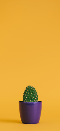 Colourful Cactus-PAIXIN