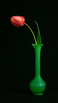 Elegance of tulips 91