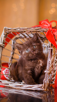 可爱猫咪-拍信图库