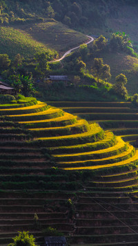 Green Terraced Fields